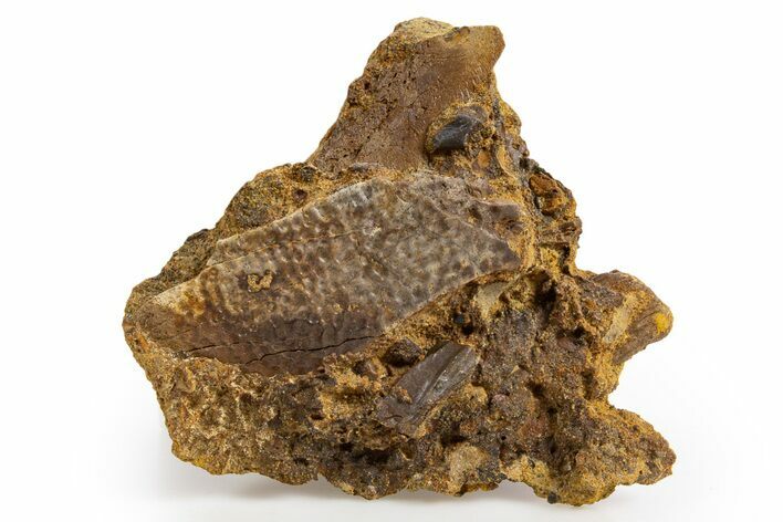 Fossil Hadrosaur Tooth & Turtle Shell in Sandstone - Wyoming #330962